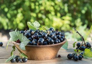 Comment cultiver et récolter le cassis ?