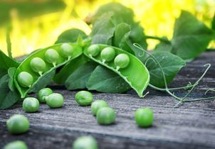 Comment réussir la culture des petits pois ?