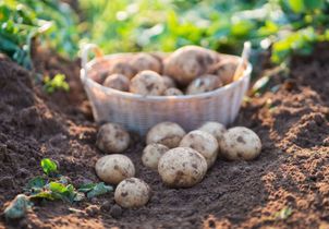 Comment réussir la culture des pommes de terre ?