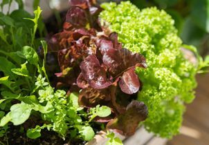 Cultiver des salades au balcon