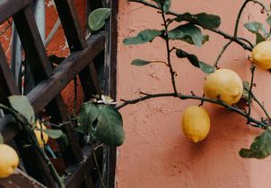 L’astuce de jardinier pour réussir à avoir de beaux citrons à la maison (même en pot)