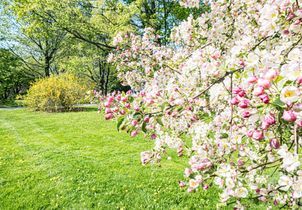 Les 8 plus beaux arbustes du printemps