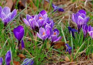 Les crocus, des bulbes annonciateurs du printemps