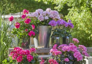 Les géraniums : les sortir au printemps et les entretenir