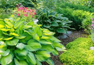 Les hostas : du pot au massif pour colorer les espaces ombragés