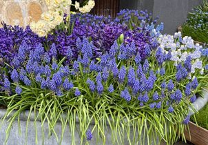 Les muscaris, cultiver une touche de bleu au printemps