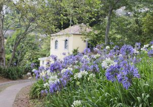 Bulbes d’été : une palette de couleurs à planter au printemps