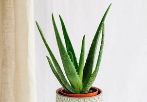 10 plantes grasses graphiques qui demandent très peu d’entretien