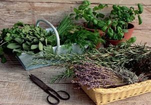 5 plantes aromatiques à cultiver cet automne