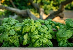 Cette astuce vous permettra de sauver un plant de basilic