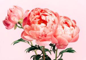 Fête des mères 2026 : cette fleur est l’alternative tendance aux roses
