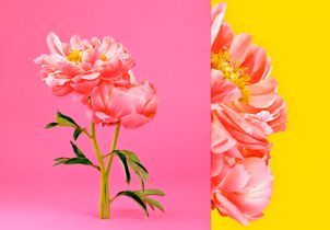 Fleur de naissance : connaissez-vous la vôtre ?