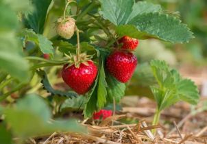 L’astuce des jardiniers pour récolter plus de fraises cet été