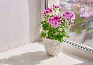 10 plantes odorantes pour parfumer naturellement son intérieur