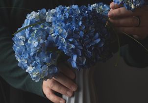 Le guide ultime pour des hortensias florissantes en intérieur comme en extérieur 