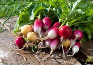 Comment cultiver les radis de printemps et d’été ?