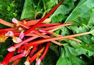 Rhubarbe : comment la cultiver et l’entretenir ?