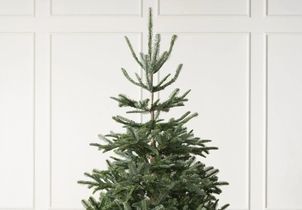 Ce label permet de choisir le meilleur sapin français