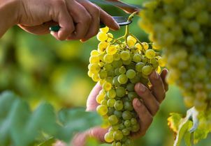 Vous exercez un métier dans la vigne ou le vin ? Candidatez au Prix des Artisanes !