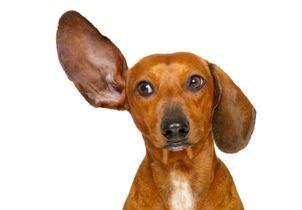 L'IA va-t-elle nous permettre de discuter avec nos animaux ? 