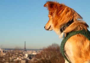 Municipales : pourquoi les propriétaires de chiens sont l'objet de toutes les convoitises à Paris ?