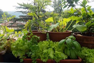 8 légumes à planter sur son balcon 
