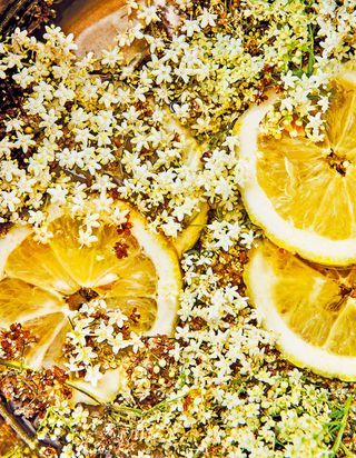 Fleurs de sureau, l’esprit champêtre en 6 recettes délicates