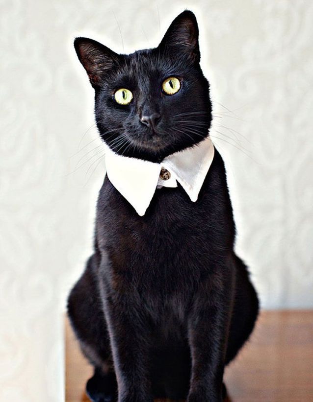Черный кот в одежде