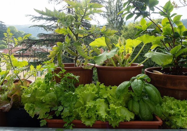 8 légumes à planter sur son balcon 