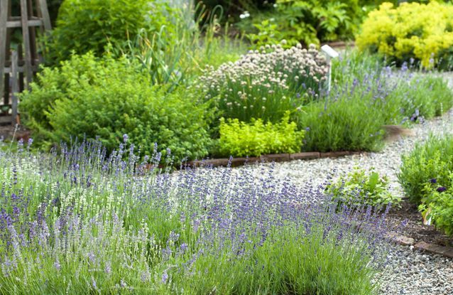 8 astuces pour conserver un beau jardin en été
