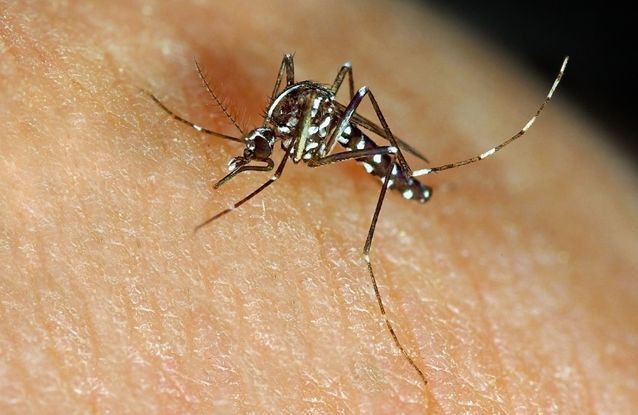 Pourquoi les moustiques sont embêtants ?
