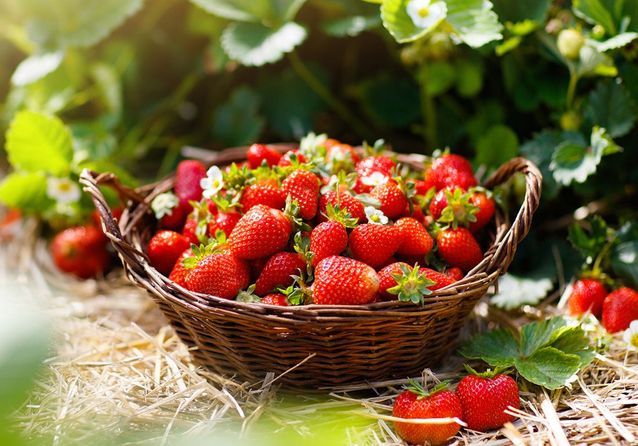 Comment planter les fraisiers ?