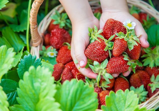 Quand planter les fraisiers ?