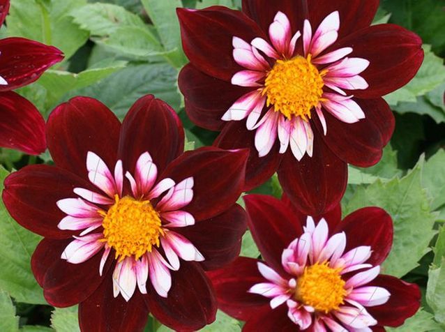 5 magnifiques dahlias à admirer dans le jardin