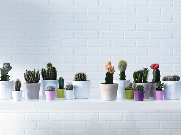 Pourquoi le cactus est-il si tendance ? - Elle Décoration