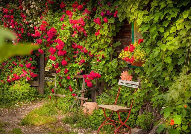 Quelles plantes choisir pour un jardin romantique ? 