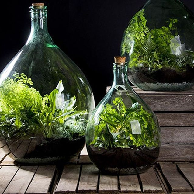 Terrariums découvrez ces miniserres ultra déco ! Elle Décoration