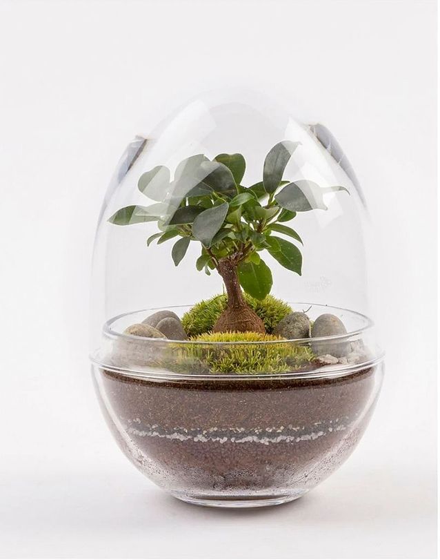 Terrariums découvrez ces miniserres ultra déco ! Elle Décoration