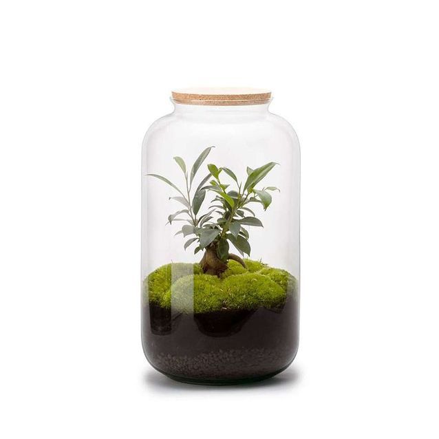 Terrariums découvrez ces miniserres ultra déco ! Elle Décoration