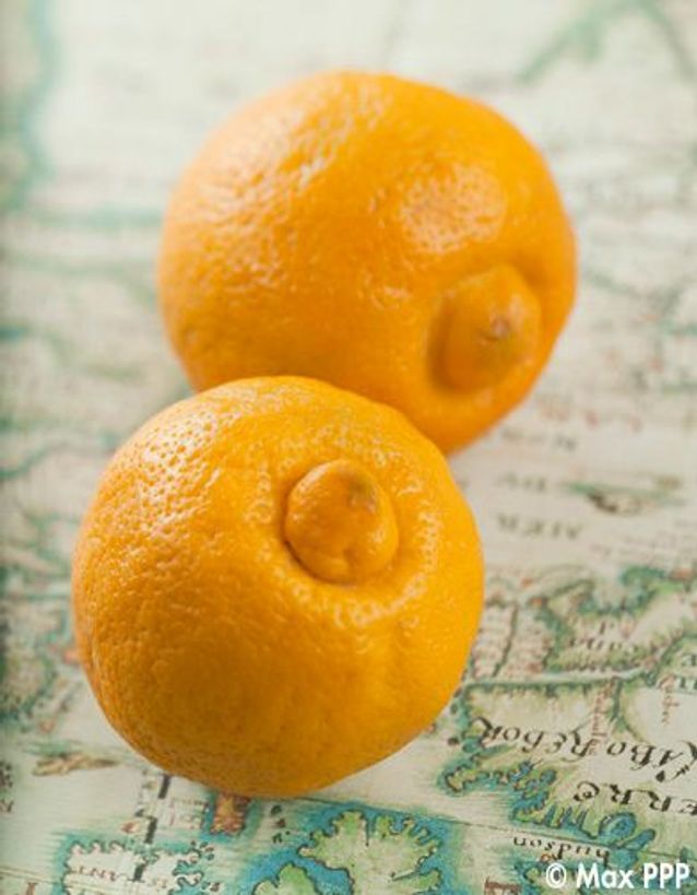 La bergamote - 10 fruits et légumes d’hiver à redécouvrir - Elle à Table