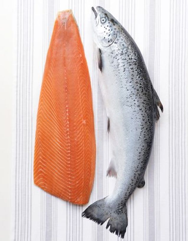 Saumon d’élevage ou saumon sauvage ?