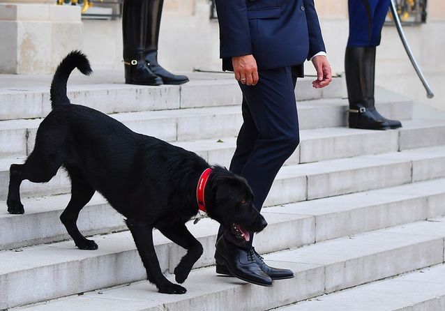 Decouvrez Nemo Le Chien Des Macron Qui Vient D Arriver A L Elysee Elle