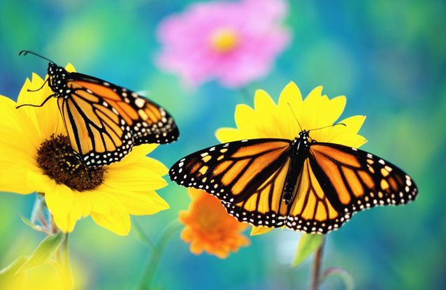 Le papillon monarque migrateur
