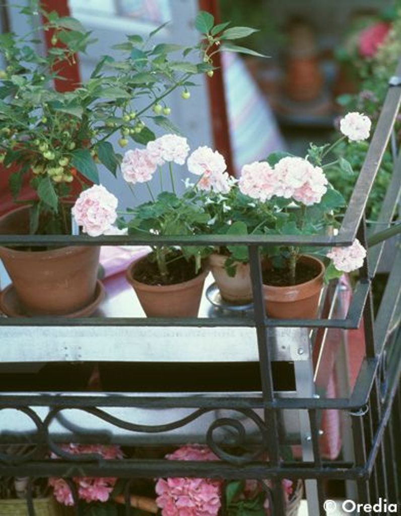 Plante D Exterieur En Pot Toute L Année Une Terrasse Ombragee Arboree Toute L Annee Elle Decoration