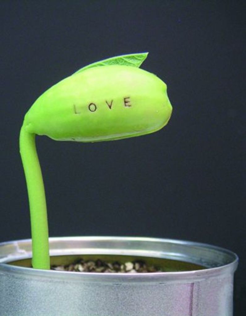 La Plante De L Amour Elle La Plante De L Amour Elle
