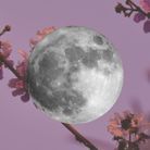 Signification de la pleine lune des fleurs 