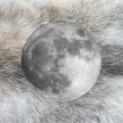 Signification de la pleine lune du loup