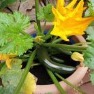 Faire pousser des courgettes sur le balcon, vertes ou jaunes et savoureuses
