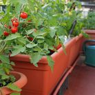 Les tomates, les reines du balcon