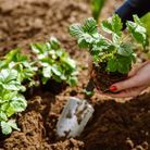 Comment planter un pied de fraisier en pleine terre ?